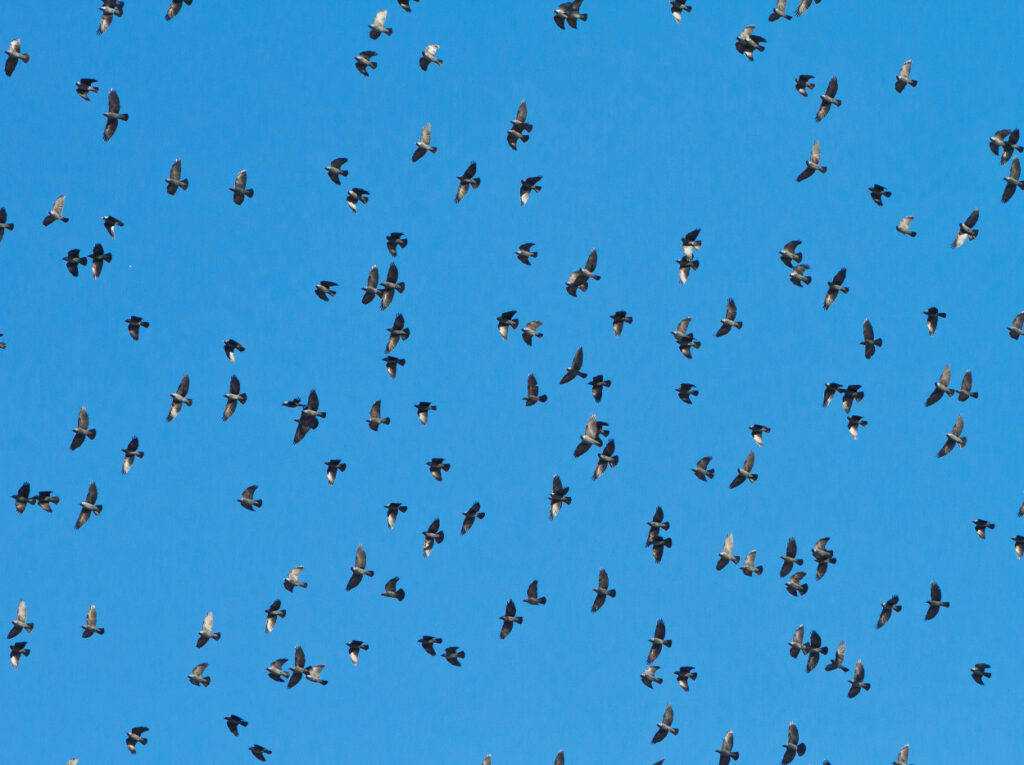 En stor flock kajor mot blå himmel