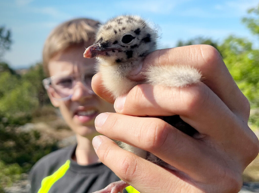 Man som håller en gullig fågelunge i sin hand