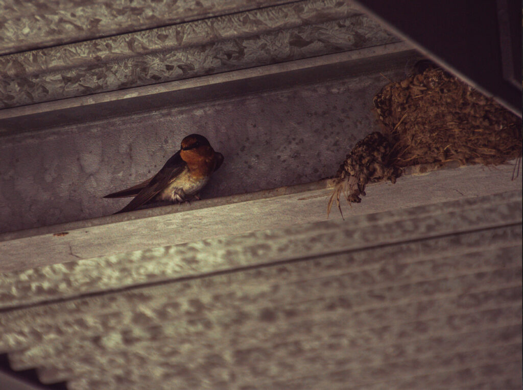 Svala som byggt bo inomhus