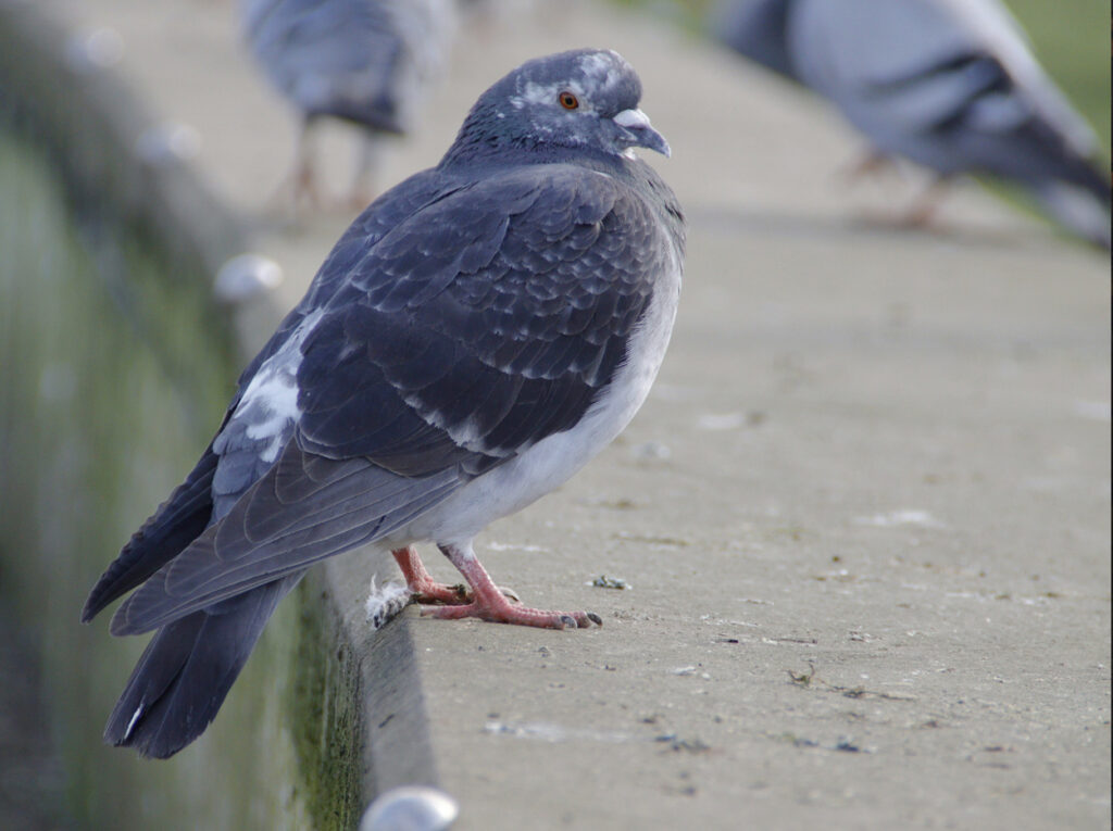 Duva på murkant med fågelträck