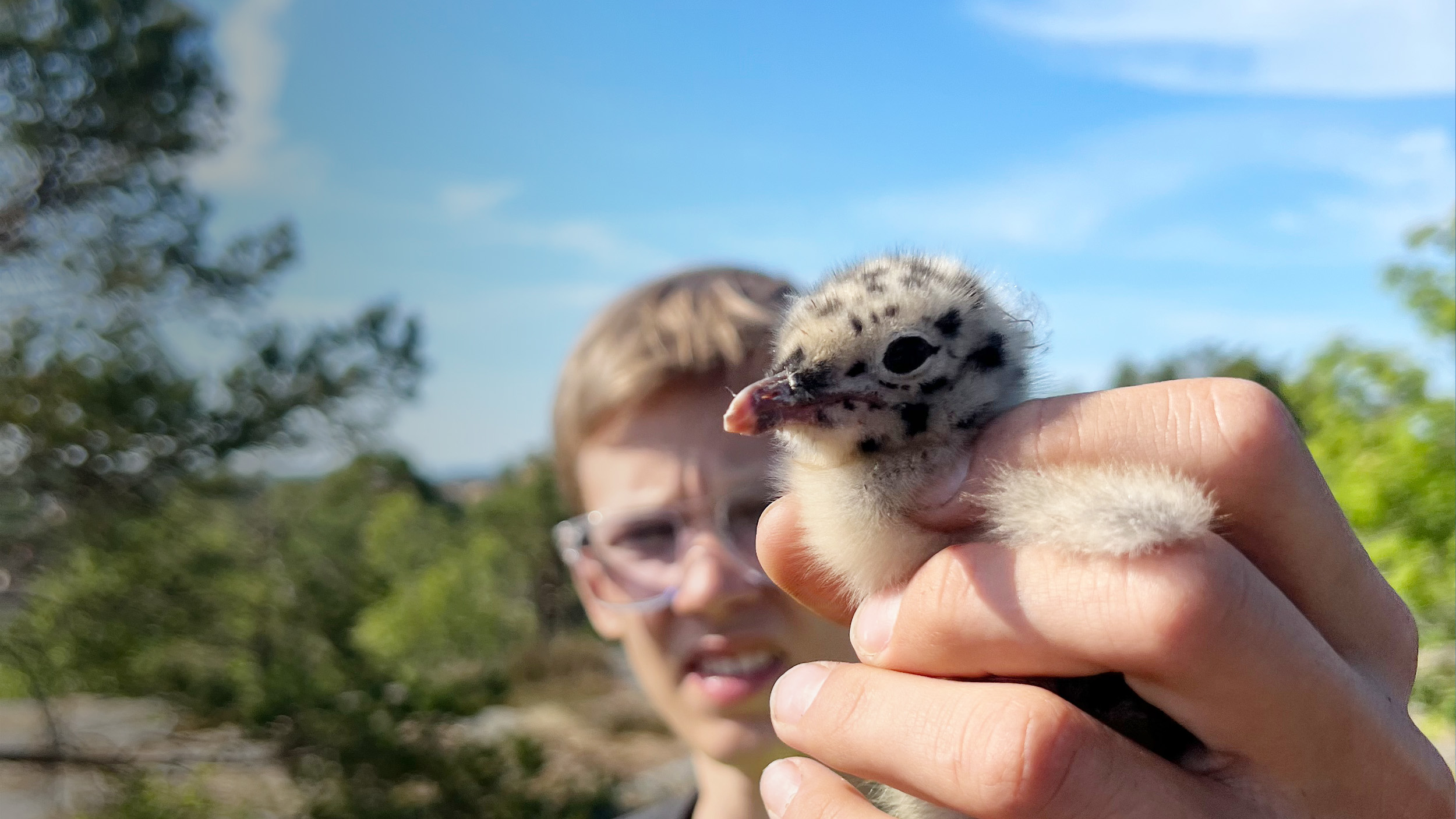 Närbild på gullig fågelunge som hålls upp av en människohand